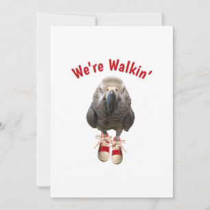 african grey parrot walking exercise tennis shoe save the date
