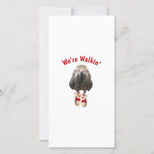 african grey parrot walking exercise tennis shoe thank you card