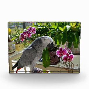 African Grey Parrot with Orchids Acrylic Award