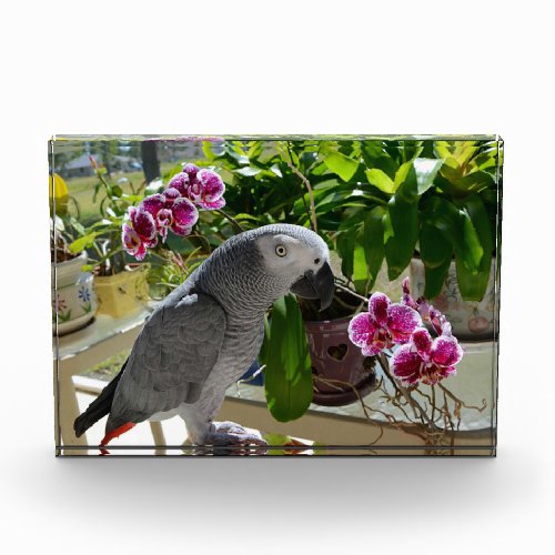 African Grey Parrot with Orchids Acrylic Award