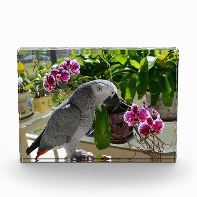 African Grey Parrot with Orchids Acrylic Award (Front)