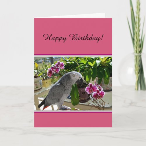 African Grey Parrot with Orchids Card