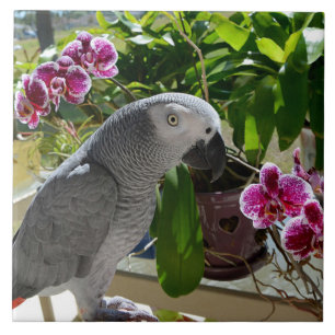 African Grey Parrot with Orchids Ceramic Tile