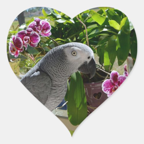 African Grey Parrot with Orchids Heart Sticker