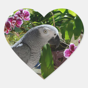 African Grey Parrot with Orchids Heart Sticker