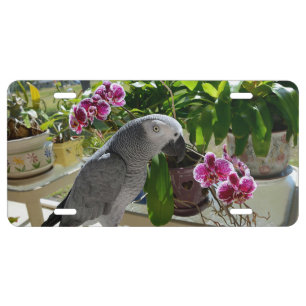 African Grey Parrot with Orchids License Plate