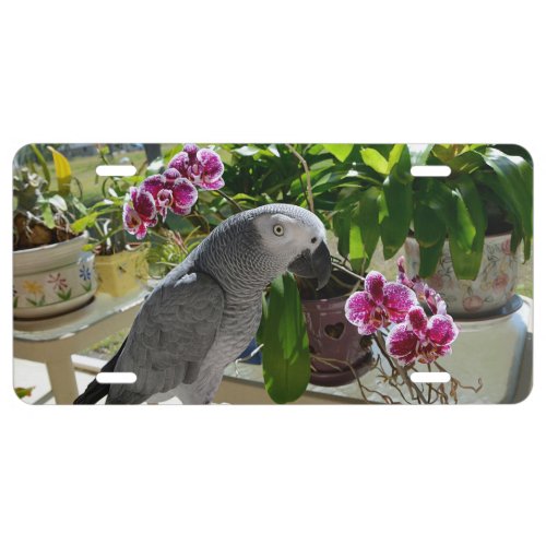 African Grey Parrot with Orchids License Plate