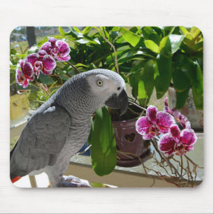 African Grey Parrot with Orchids Mouse Pad