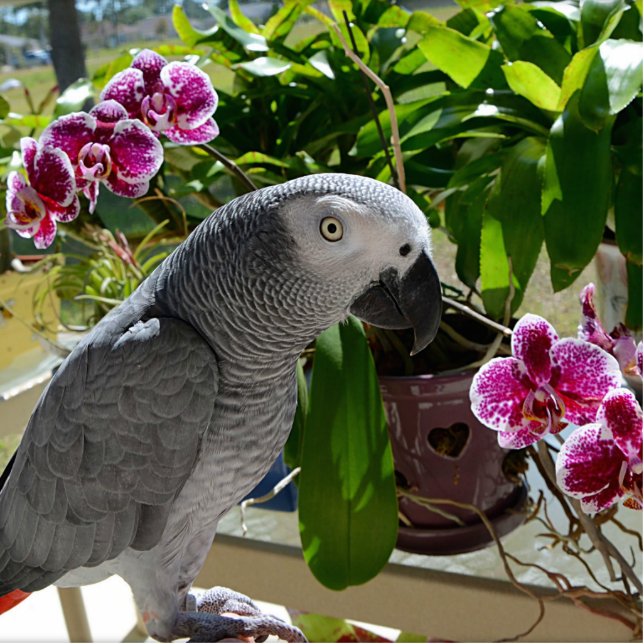 African Grey Parrot with Orchids Statuette (Front)