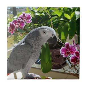 African Grey Parrot with Orchids Tile
