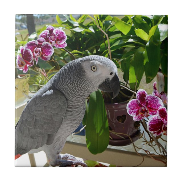 African Grey Parrot with Orchids Tile (Front)