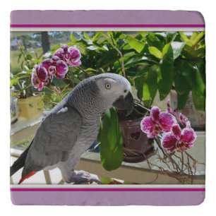 African Grey Parrot with Orchids Trivet
