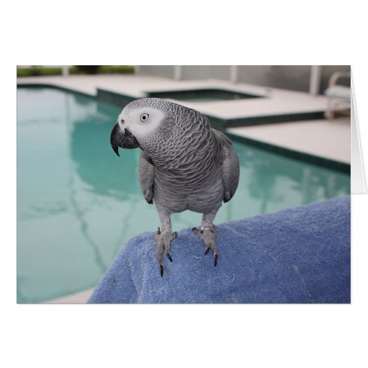 African Grey Pool Party (Front Horizontal)