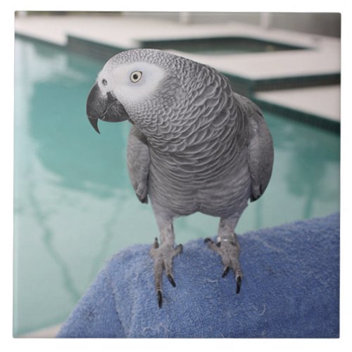 African Grey Pool Party Ceramic Tile