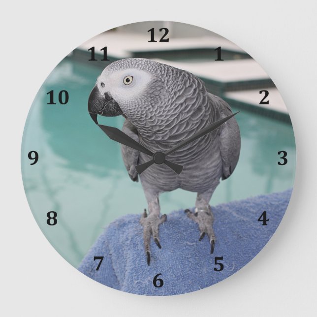 African Grey Pool Party Large Clock (Front)