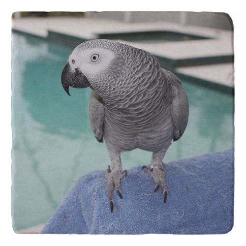 African Grey Pool Party Trivet