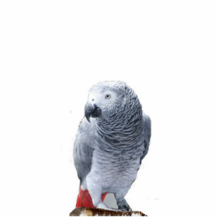 African Grey Statuette