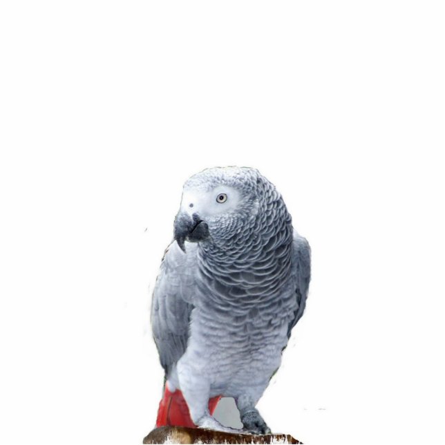 African Grey Statuette (Front)