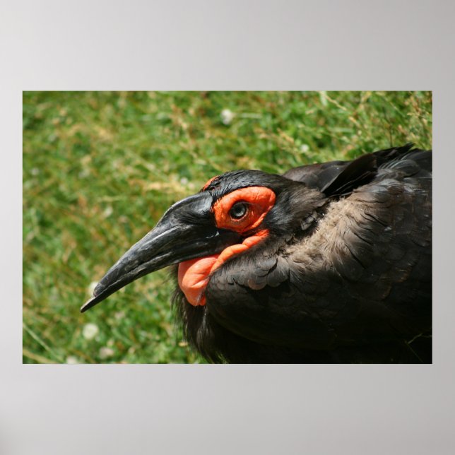 African Ground Hornbill Poster (Front)