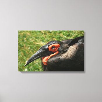 African Ground Hornbill Wrapped Canvas by lynnsphotos at Zazzle