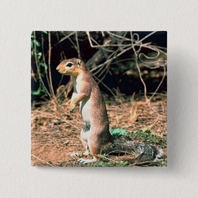 African Ground Squirrel Pinback Button (Front)