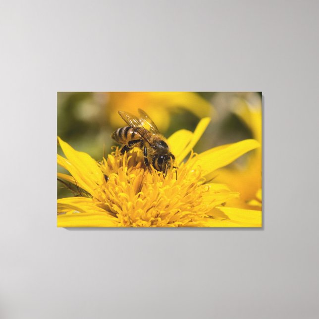African Honey Bee With Pollen Sacs Feeding Canvas Print (Front)