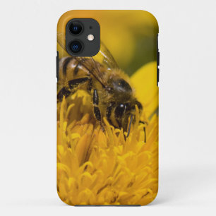 African Honey Bee With Pollen Sacs Feeding iPhone 11 Case