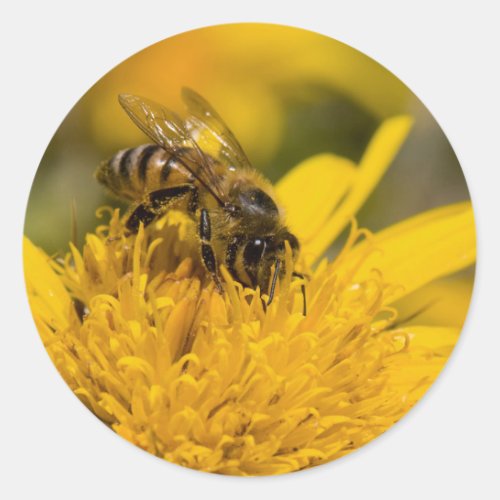 African Honey Bee With Pollen Sacs Feeding Classic Round Sticker