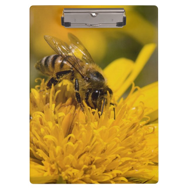 African Honey Bee With Pollen Sacs Feeding Clipboard (Front)