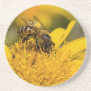 African Honey Bee With Pollen Sacs Feeding Drink Coaster