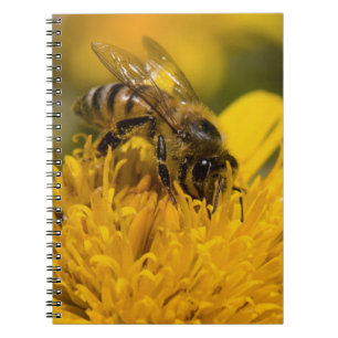 African Honey Bee With Pollen Sacs Feeding Notebook