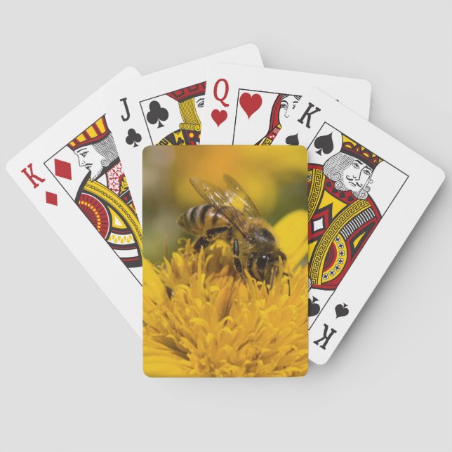 African Honey Bee With Pollen Sacs Feeding Poker Cards (Back)