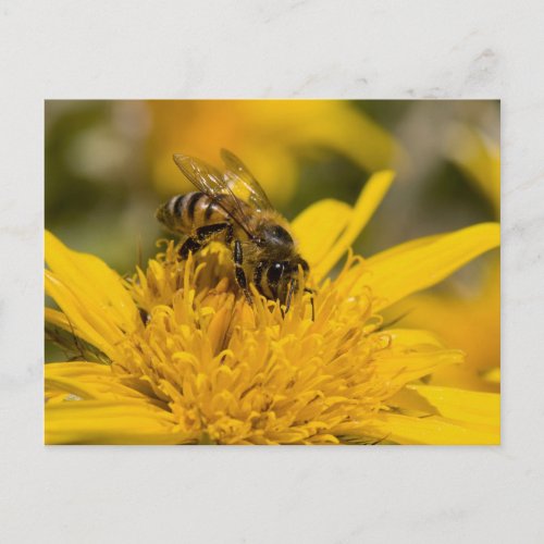 African Honey Bee With Pollen Sacs Feeding Postcard