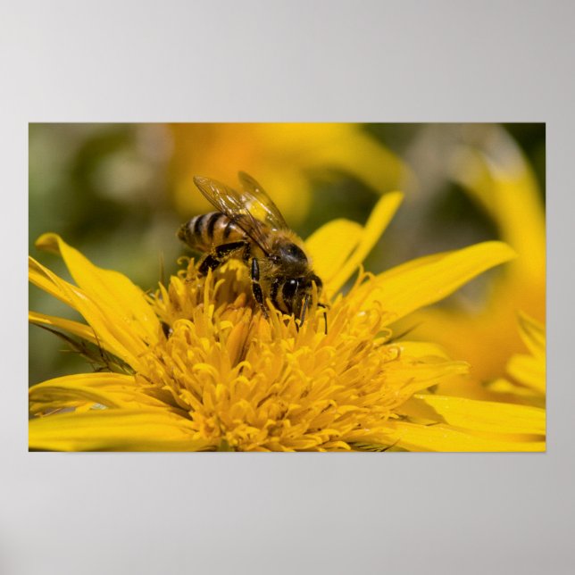 African Honey Bee With Pollen Sacs Feeding Poster (Front)