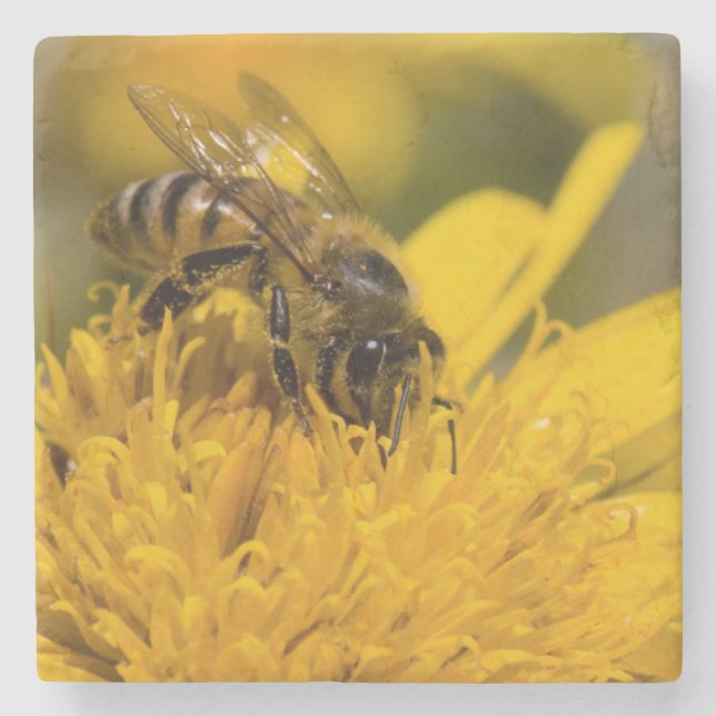 African Honey Bee With Pollen Sacs Feeding Stone Coaster (Front)