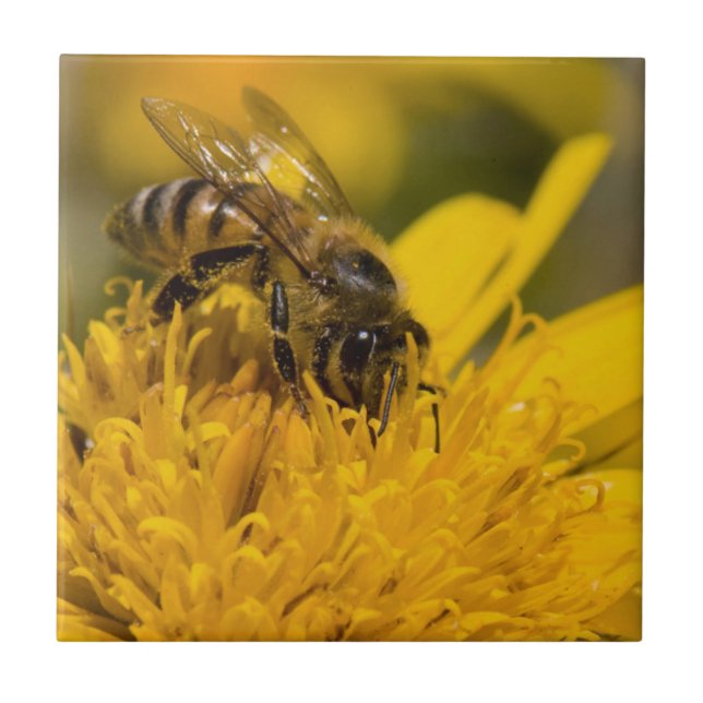 African Honey Bee With Pollen Sacs Feeding Tile (Front)