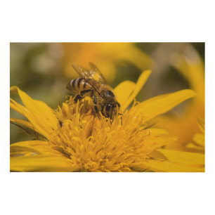 African Honey Bee With Pollen Sacs Feeding Wood Wall Art