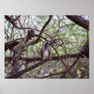 African Hornbill in the Branches Poster