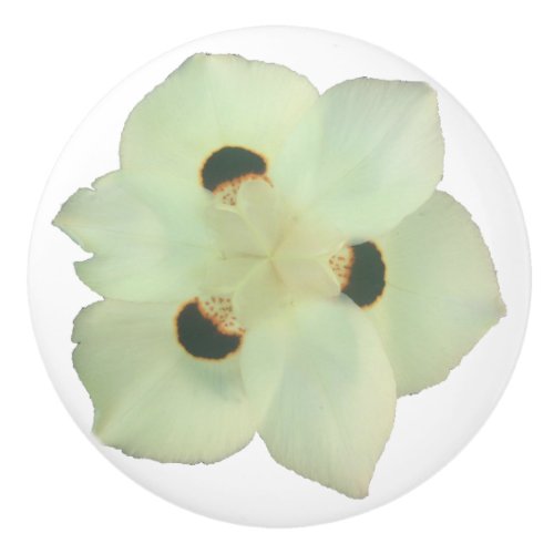 African iris _ dietes bicolor ceramic knob