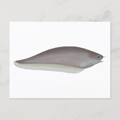 African Knifefish Postcard