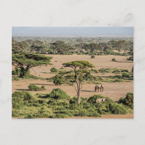 African Landscape with Elephant Postcard