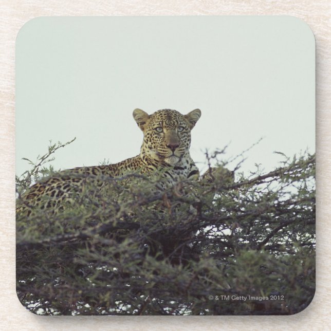 African leopard drink coaster (Front)