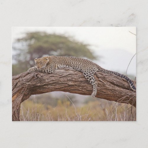 African Leopard Lies On A Tree Branch Postcard