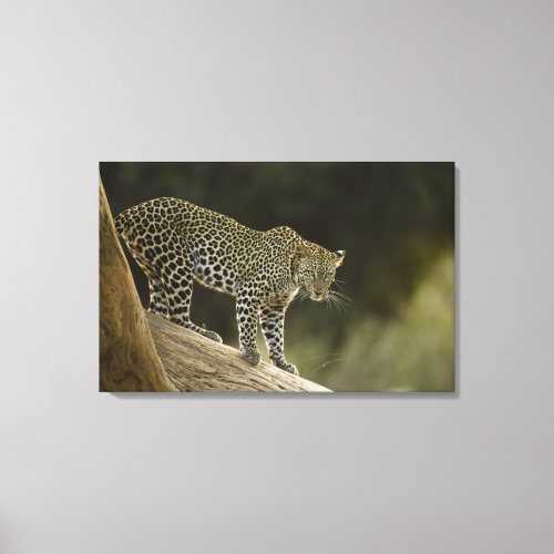 African Leopard Panthera pardus in a tree in 2 Canvas Print