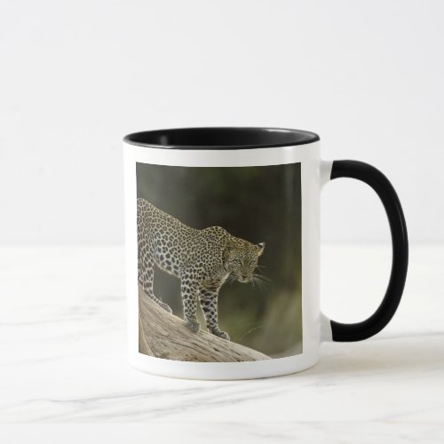 African Leopard Panthera pardus in a tree in 2 Mug