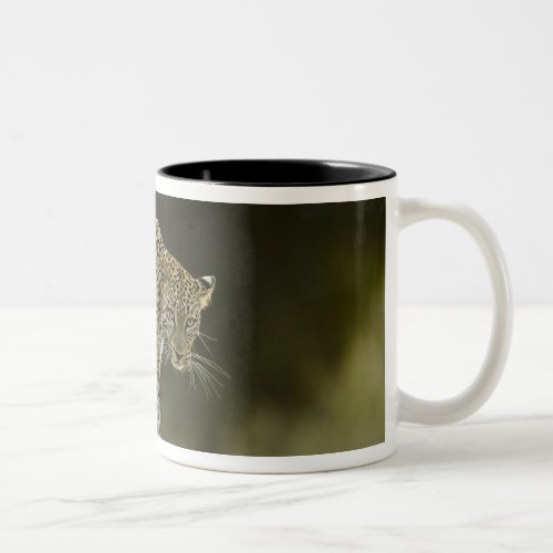 African Leopard Panthera pardus in a tree in 2 Two_Tone Coffee Mug