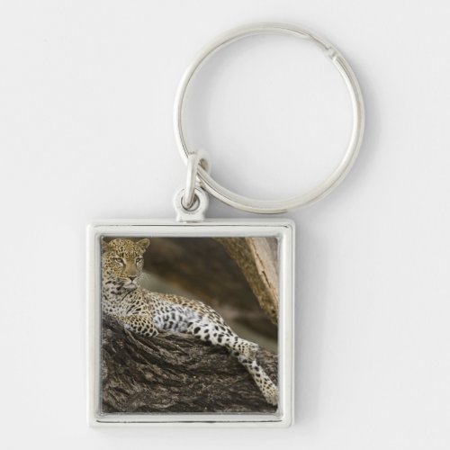 African Leopard Panthera pardus in a tree in Keychain