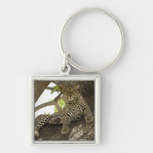 African Leopard Panthera pardus in a tree in Keychain