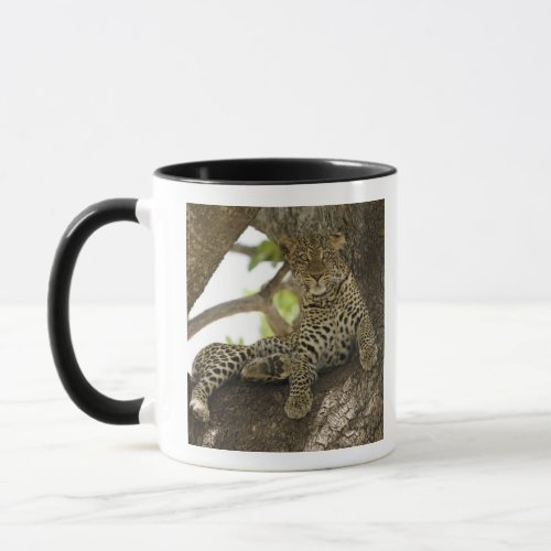 African Leopard Panthera pardus in a tree in Mug