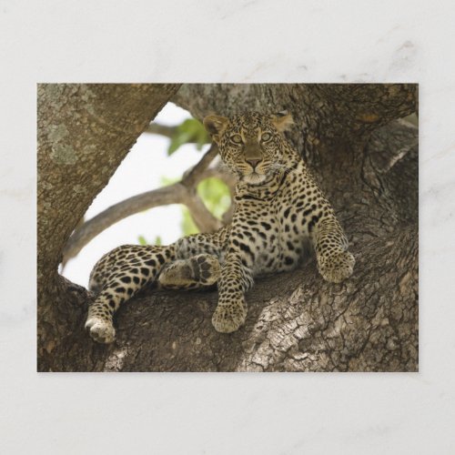 African Leopard Panthera pardus in a tree in Postcard